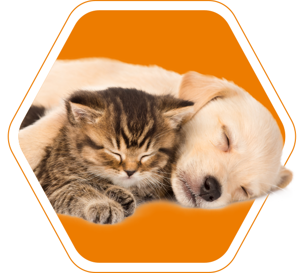 Yarrowia Canifelox perro y gato