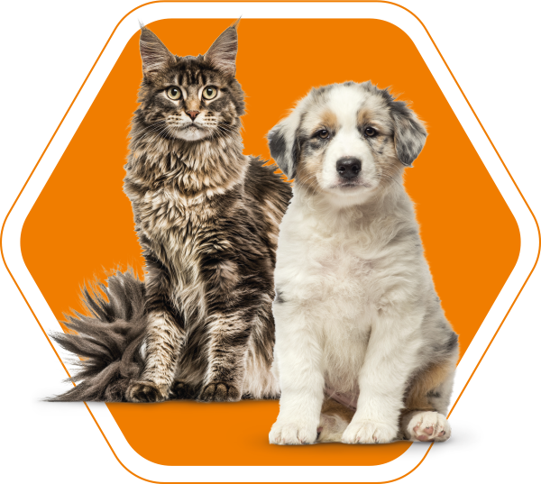 Yarrowia Canifelox perro y gato